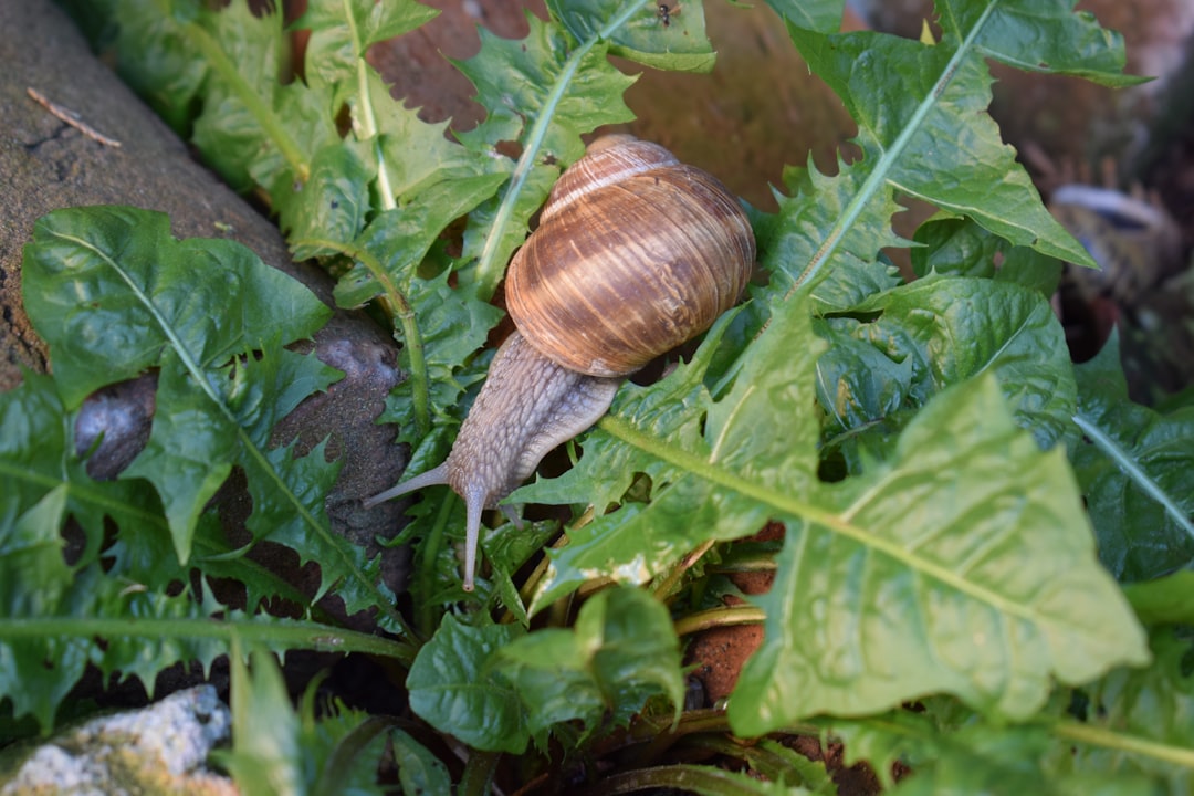 Caragol en un entorn natural